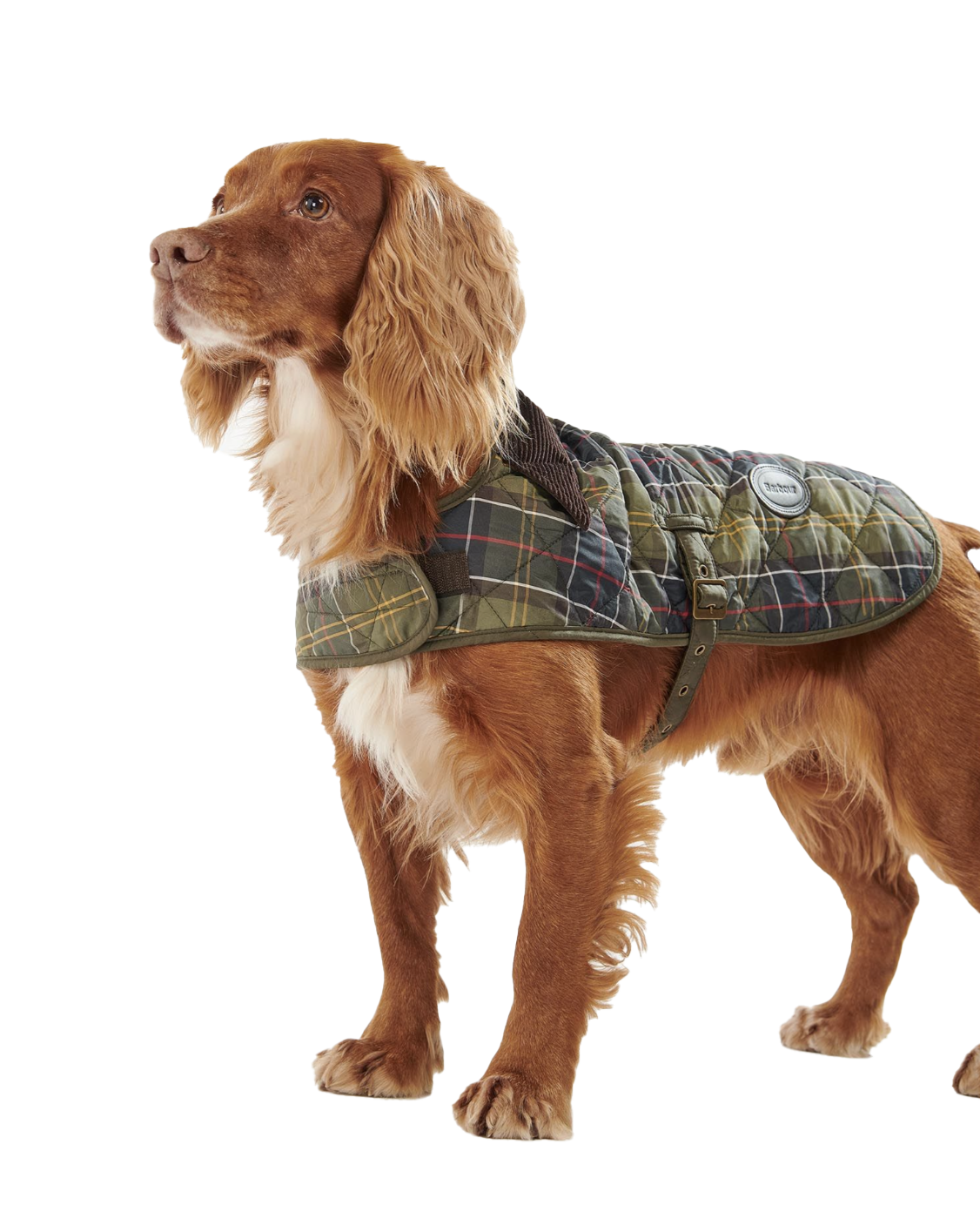 Tartan sales dog jacket