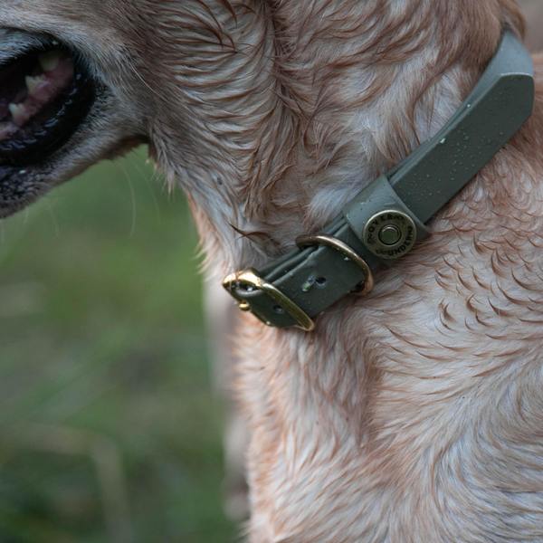 Water Dog Collar - Orange - Beau Outfitters