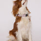 Cavalier King Charles Spaniel wearing a pink tartan Barbour dog collar