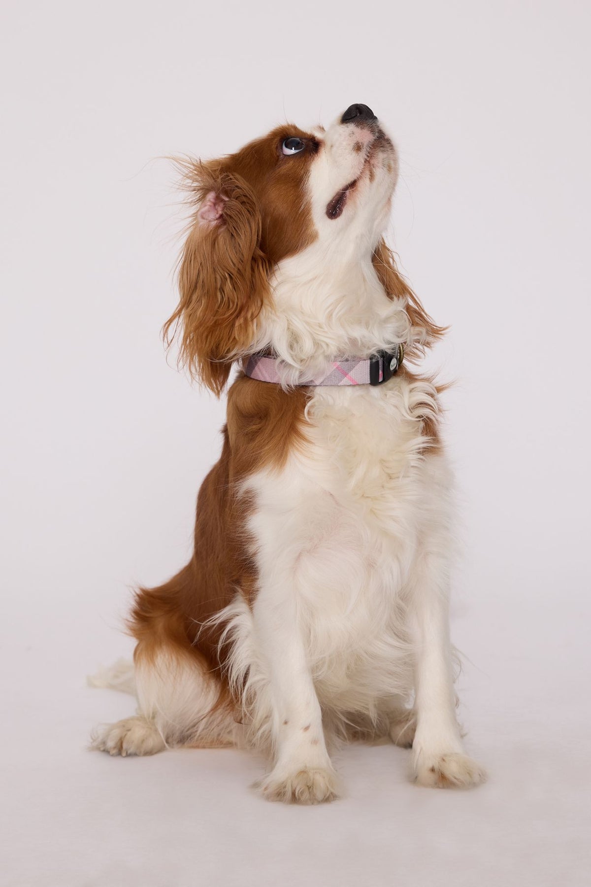 Cavalier King Charles Spaniel wearing a pink tartan Barbour dog collar