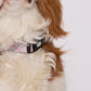 Tartan Dog Collar