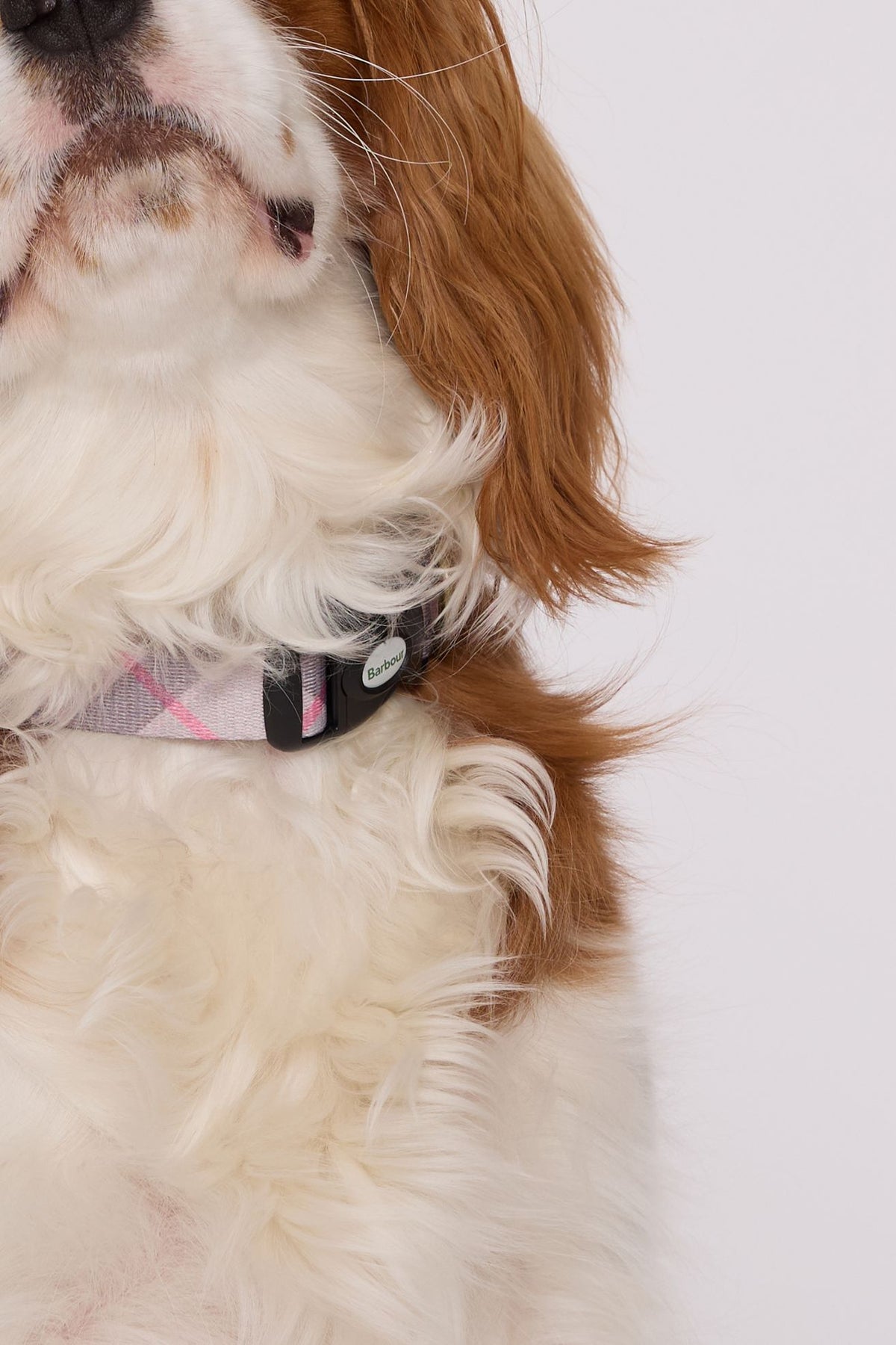 Tartan Dog Collar