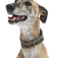 Comfort Lurcher Collar Classic Tartan - Beau Outfitters