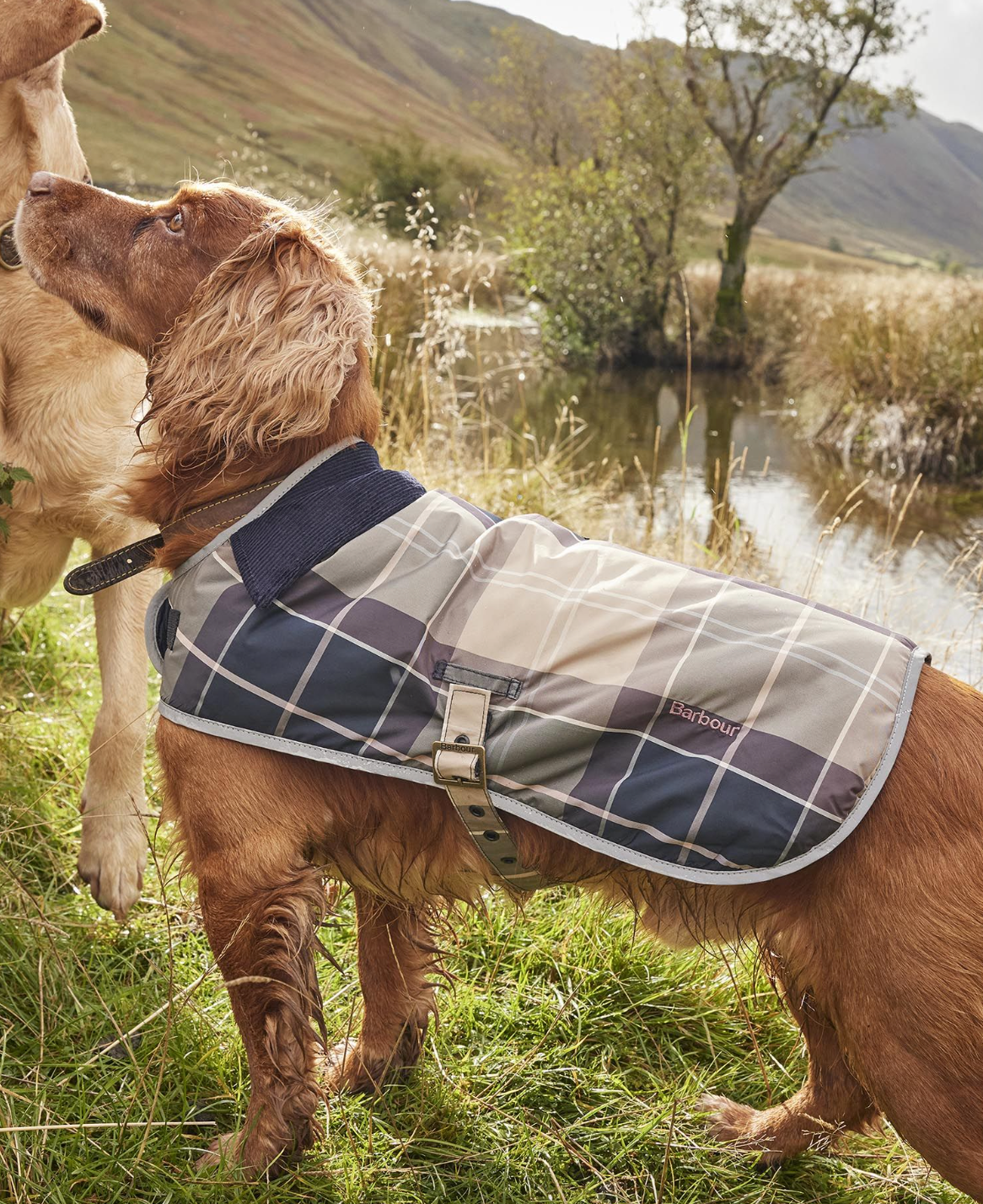 Barbour dog coat shop with harness hole