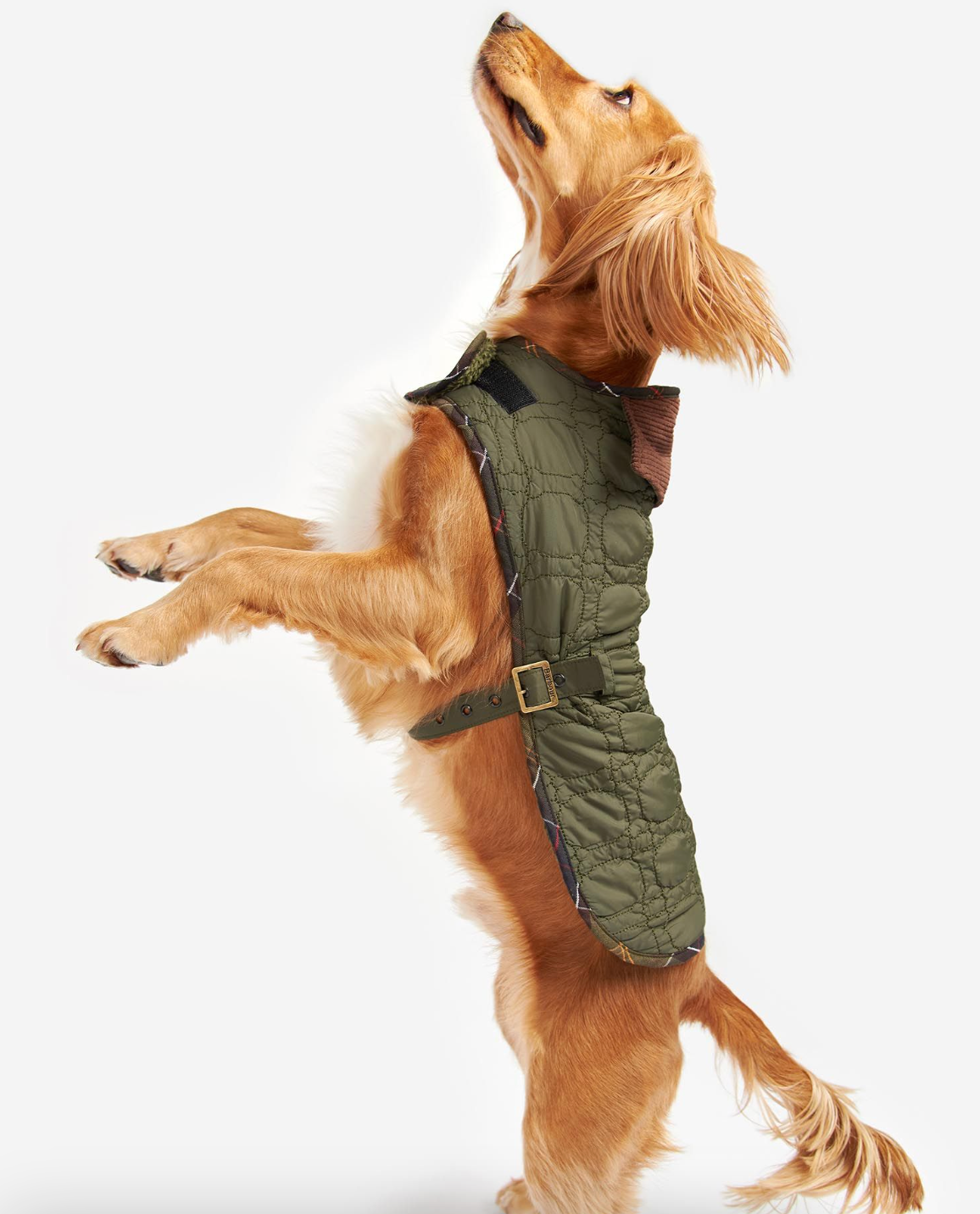Barbour quilted best sale dog coat