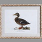 Duck Print Wall Art 16 x 20 - Beau Outfitters