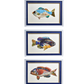 Fish Collage Wall Art 14 x 19.5 - Beau Outfitters