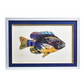 Fish Collage Wall Art 14 x 19.5 - Beau Outfitters