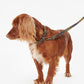 Classic Tartan  Webbing Dog Lead