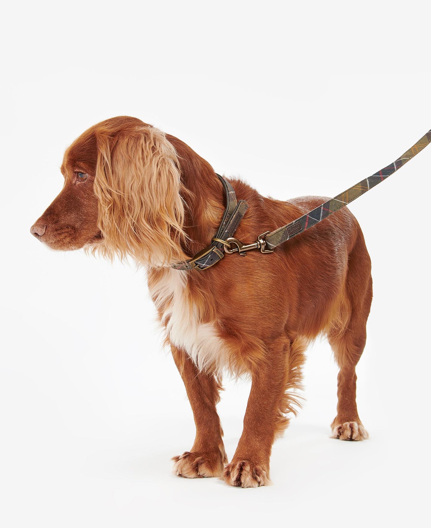 Classic Tartan  Webbing Dog Lead
