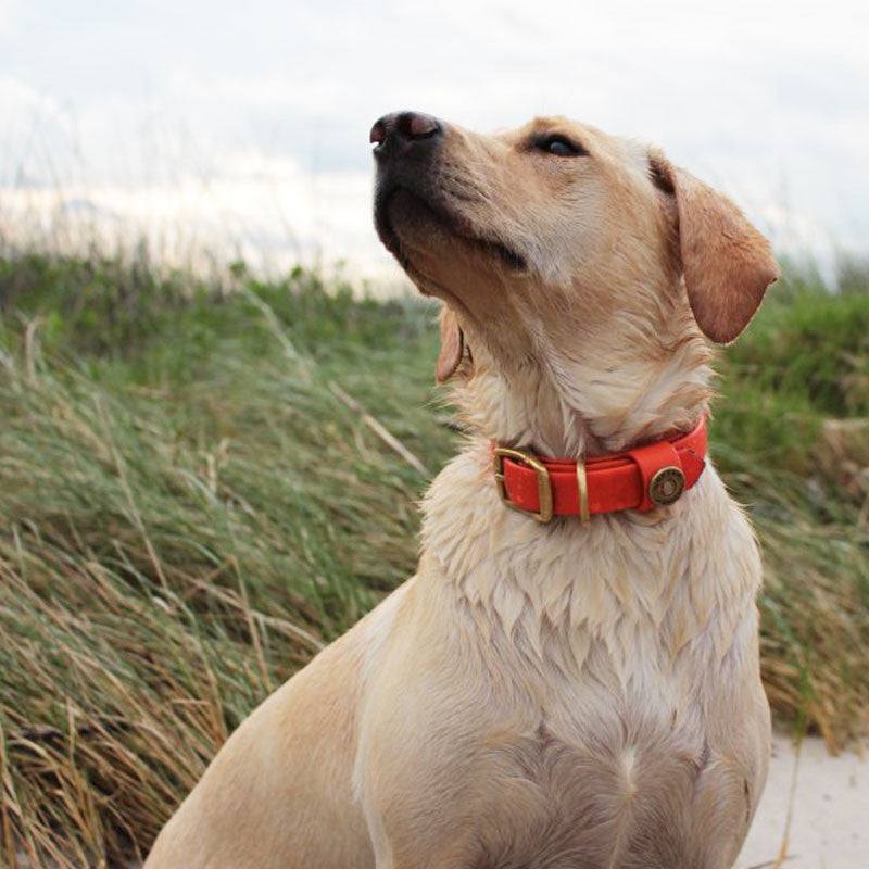 Water Dog Collar - Orange