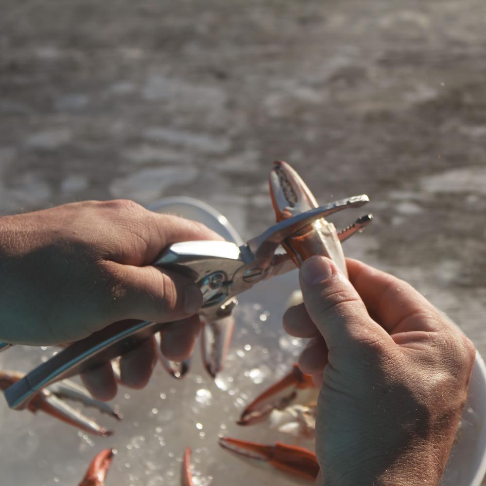Crab Claw Cutters - Beau Outfitters